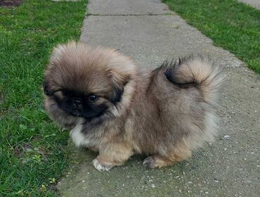 Psi: Pekinezeri, pravi, izuzetno poreklo, rodovnik, knjižice, vakcine na lalafo.rs — 2 Psi: Pekinezeri, pravi, izuzetno poreklo, rodovnik, knjižice, vakcine — 2