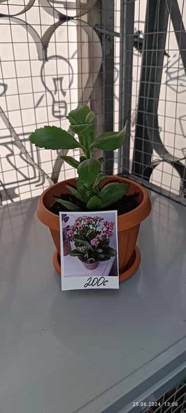 Другие комнатные растения: 200 сом 
продаю каланхоэ