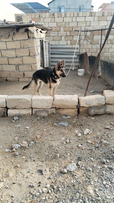 İtlər: Alman çoban iti, 6 ay, Erkek -da lalafo.az — 7 İtlər: Alman çoban iti, 6 ay, Erkek — 7