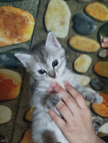 шотландская лиловая кошка: Отдается в добрые руки самая прикольная и красивая девочка. ей 1
