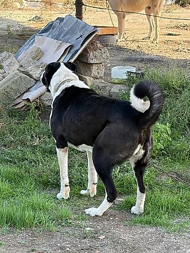 ovcharka balasi satilir: Qurdbasar, 2 il, Dişi, Peyvəndli, Rayonlara çatdırılma — 3
