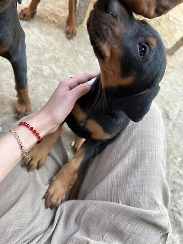 doberman balası: Doberman, 2 ay, Erkək — 3