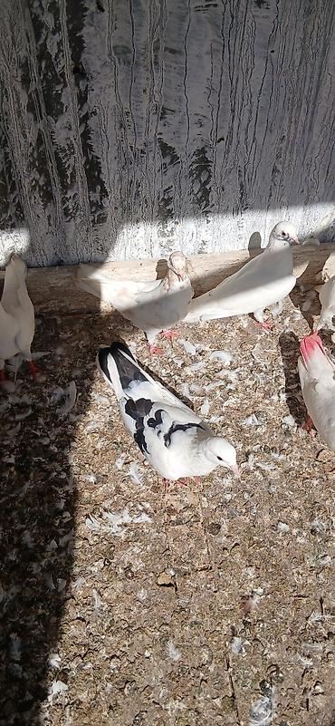 goyerçin: 16 eded tam saglam qusdu icinde 5 iran qusu 4 boynu gullu mayalar — 2