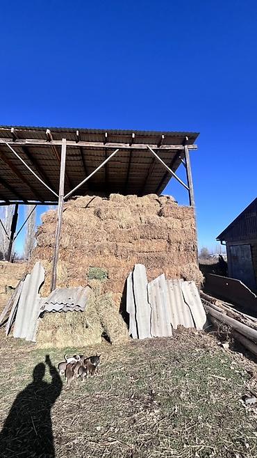 Корма для с/х животных: Чуй ичи доставка бесплатно. Экинчи кос беде. Сено в тюках — 11