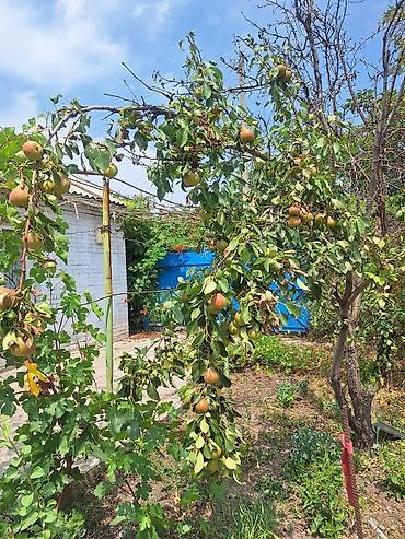 Продажа дач: Срочно продаётся 2-х комн. дачный дом с земельным участком 5 соток в — 10