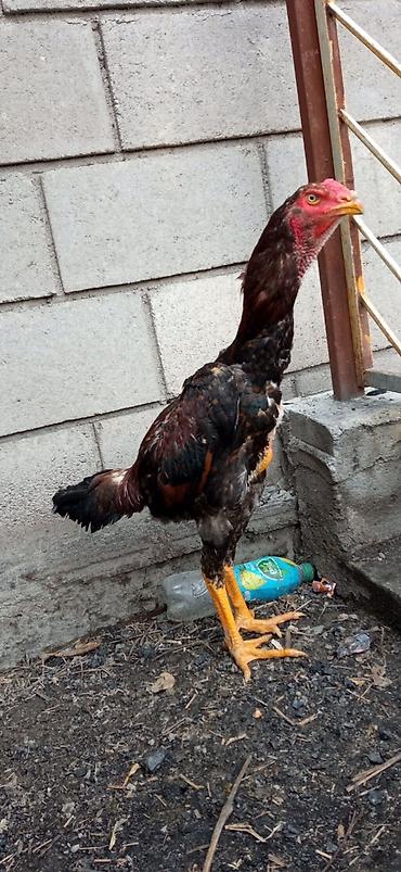 Птицы: На продажу два петушка дакан хороших кровей — 9