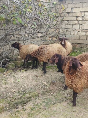 qoyun bazari: Dişi, Qala, il: 1, Damazlıq, Ətlik, Ünvandan götürmə