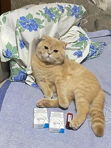 Кошки: Шотландская, Самец, Для вязки — 2