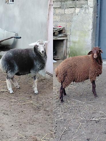 toptan yem satisi: Erkək quzular satılır — 1