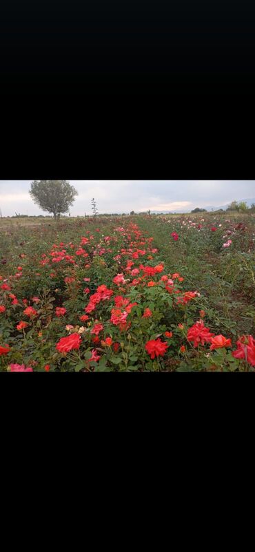 Şitillər: Dekarativ bitgilerin satişi — 30