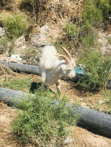 Keçi, çəpiş: Məhsul: Qoyun-keçi təsərrüfatı üçün keçilər Təsvir: - Şəkillərdə — 11