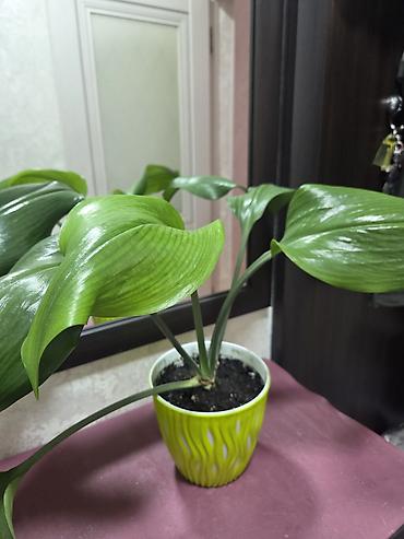 Монстеры: Монстера делициоза (Monstera deliciosa) в горшке - Эффектное — 23