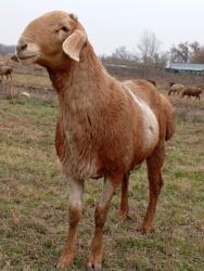 в связи с переездом отдам попугая жако в добрые руки: Продаю Кочкорик 4 зуб 20+21