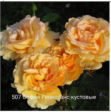 Rose saplings: Кустовые розы — сорта: - Э Шропшир Эд (№534): густомахровые — 26