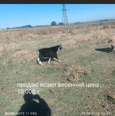 улак сатылат: Продаю | Коза (самка), Козёл (самец) | Полукровка | Для разведения, На забой