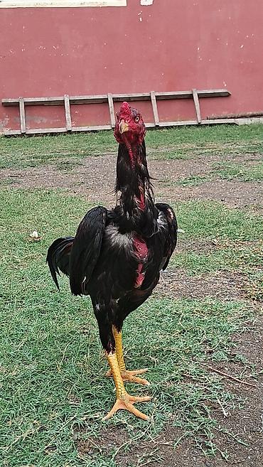 1 azn pişik: Xoruz, il: 1, Ödənişli çatdırılma — 4
