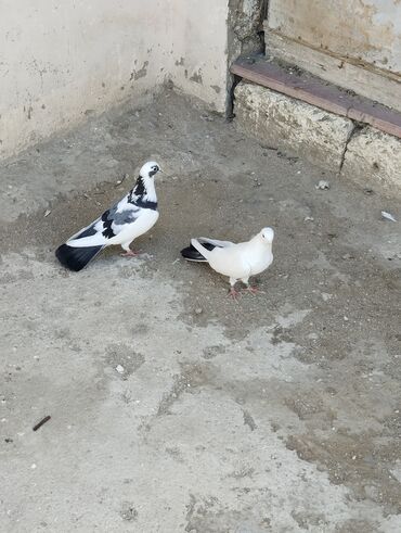 отдам котенка в добрые руки: Salam Gördüyünüz heyvanlar satılır Hazır Cüt heyvanlardi Göy cep