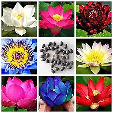 Semena i sadnice: 05. Seme Lotosa Cena:950din/5 semenki Za kućni Lotus potrebna vam je — 1