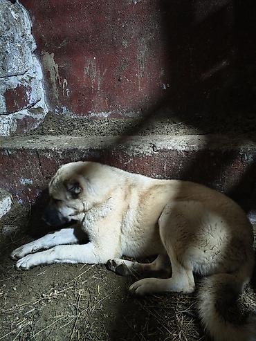 kangal satilik: Kanqal, 7 ay, Dişi, Peyvəndli — 9