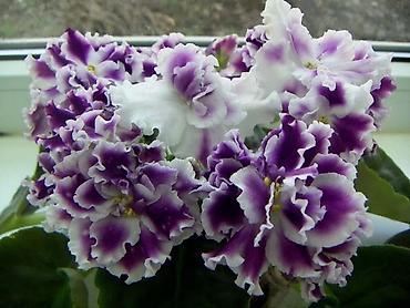 Фиалки и глоксинии: 🌱🌺🌱 Продаю сортовые ДЕТКИ стандартных, трейлерныхмини и полумини — 13