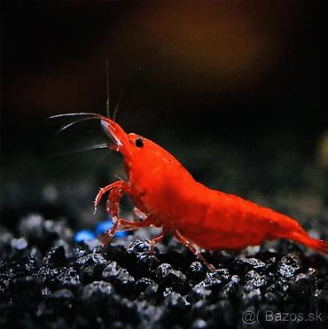 Akvarium aksesuar və ləvazimatları: Akvaryum üçün dekorativ krivetqa – rəngli Neocaridina növləri. 10 — 2