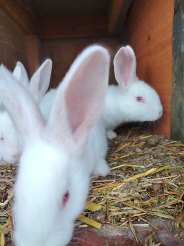 Dovşanlar: Rizen balalar bir ədədi 50 azn cüt alana 80 azn. Çatdrılma — 3