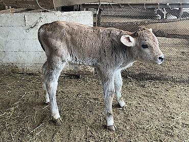 Коровы, быки: Продаю | Бык (самец), Тёлка | Для разведения — 5