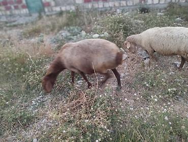 Qoyunlar, qoçlar: Dişi, il: 3, Damazlıq, Ünvandan götürmə — 11