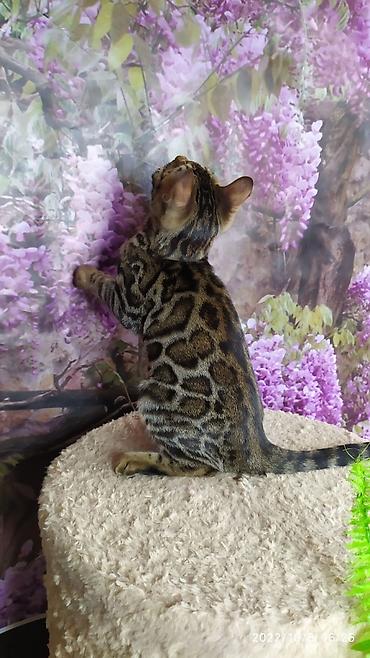 Продажа кошек: Бенгальские Детки .проф питомник Бен Гла Мур. предлагает Девочек и — 5