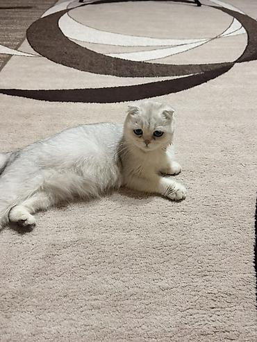 кошка скоттиш фолд цена: Скотиш Фолд (Шотландская вислоухая), 1 год, Девочка, Серебристая шиншилла, Приучена к лотку, Проглистована, С прививками — 1
