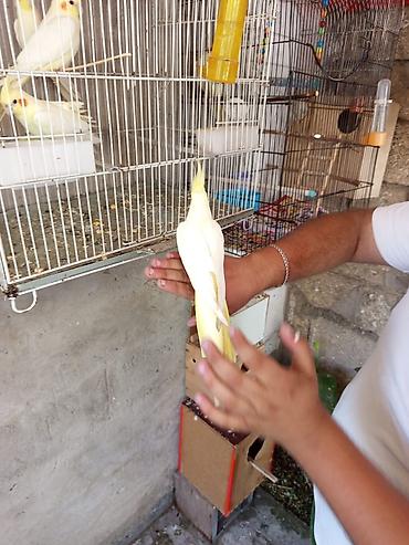 Tutuquşları: Korella 35 manattan bozlar sarilar 45-50 Azn qefesde var 15-20 Azn — 8