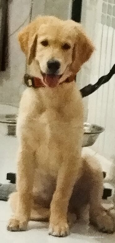 Coğrafiya: Retriever, 4 ay, Erkek, Peyvəndli, Pulsuz çatdırılma