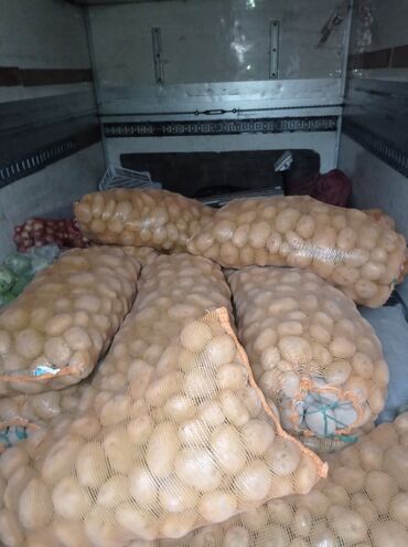 картошка продаю: Семена и саженцы Картофеля, Бесплатная доставка, Платная доставка
