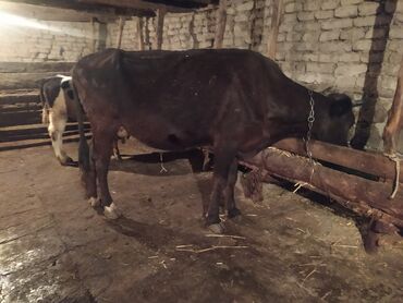 qadinda cinsi hevesi artirmaq: Dişi, il: 2, Damazlıq, Südlük, Ünvandan götürmə