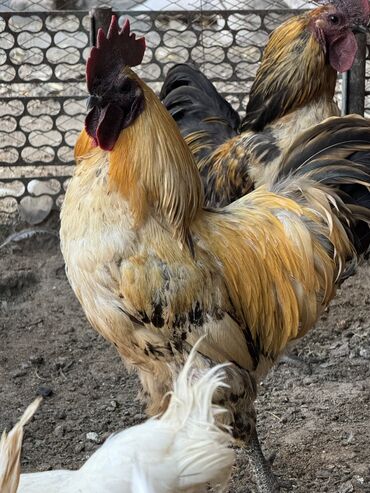 Птицы: Продаю петуха породы Лакеданзи (черное мясо, несут зеленые яйца) Можно
