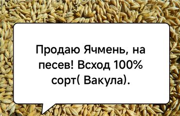 продажа кормов для сельскохозяйственных животных: Продаю Ячмень Всход 100%(сорт Вакула)