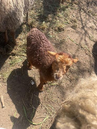 Qoyunlar, qoçlar: Qoyun sürüsü satılır - Növlər: yerli qarışıq ət-yun istiqamətli — 9