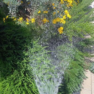 Bağbanlar: Bağ işləri ağac və kolların budanması,şəkilləndirməsi dərmanlara qazon -da lalafo.az — 23 Bağbanlar: Bağ işləri ağac və kolların budanması,şəkilləndirməsi dərmanlara qazon — 23