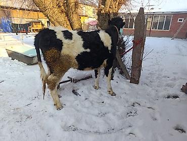 Коровы, быки: Продаю | Тёлка | Для молока | Привязанные — 8