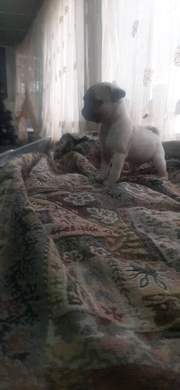 Продажа собак: Щенки мопса - Порода: мопс, окрас бежевый с чёрной маской - — 3