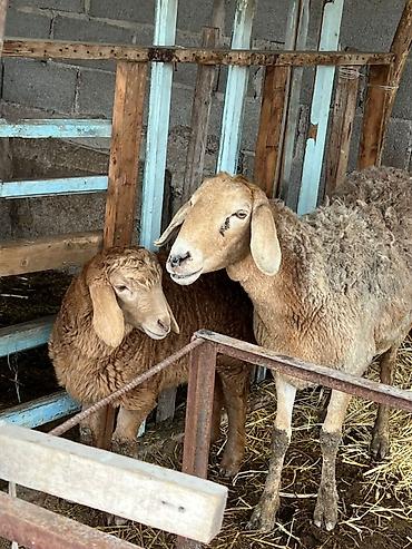 Баран, овца: Продаю | Овца (самка) | Арашан | Для разведения | Матка — 5