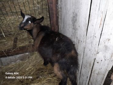 Qoyunlar, qoçlar: QOYUN-QUZU KEÇİLƏR — 8