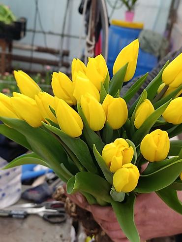 Цветы и букеты: Тюльпаны от производителя - Выгонка тюльпанов в собственных теплицах at lalafo.kg — 4 Цветы и букеты: Тюльпаны от производителя - Выгонка тюльпанов в собственных теплицах — 4