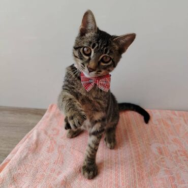 pişik ağ: Самец, В добрые руки