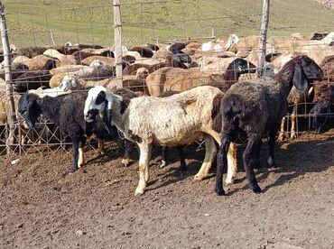 домик для кошки многоуровневый: Башка жаныбарлар lalafo.kg да домик для кошки многоуровневый: Башка жаныбарлар