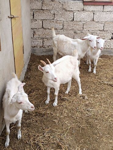 sanen keci: Dişi, il: 2, 60 kq, Damazlıq, Südlük, Ünvandan götürmə