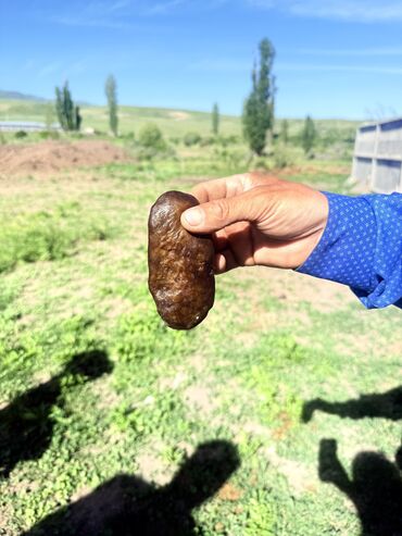 захоронение животных: Жаны туулган кулундуку