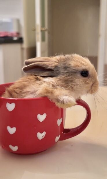фландр кролик купить: Самый маленький и самый спокойный малыш😍🐰Этот милый маленький кролик