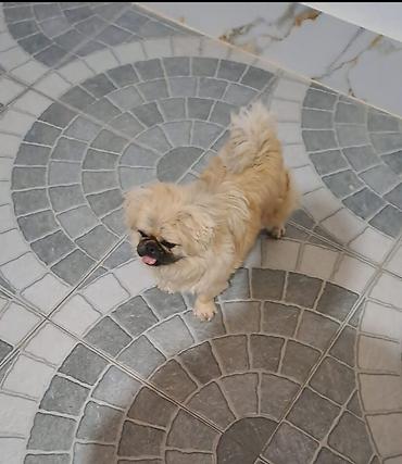 İtlər: Pekines, 1 il -da lalafo.az — 1 İtlər: Pekines, 1 il — 1