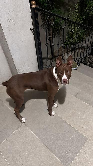 itlerin qiymeti: Pitbul, 5 ay, Erkək, Peyvəndli — 2